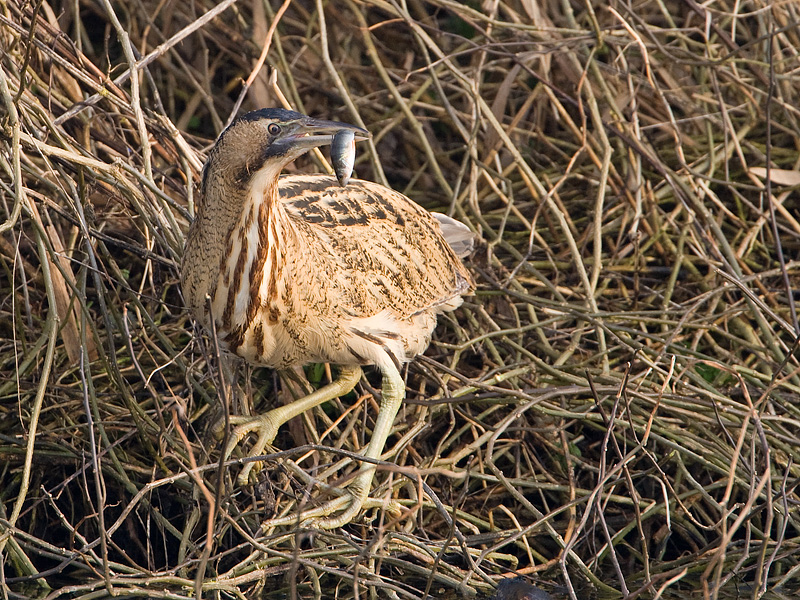 Botaurus stellaris Roerdomp Great Bittern